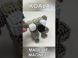 Magnetic Koala