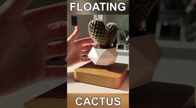 Floating Cactus